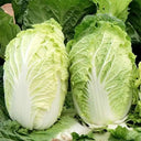 Fengkang 80 Chinese Cabbage Seeds, 5 × 3g Bags