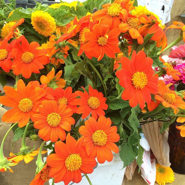 Mexican Sunflower, 200 Seeds