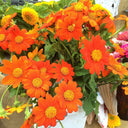 Mexican Sunflower, 200 Seeds