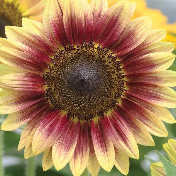 'Magic Flute' Ornamental Sunflower Seeds, 2g