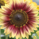 'Magic Flute' Ornamental Sunflower Seeds, 2g