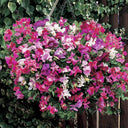 Royal Symphony' Sweet Pea Mixed Seeds, 100 Seeds