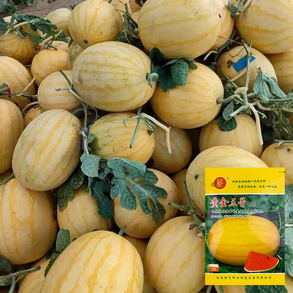 Golden No.3 Watermelon Seeds, Pack of 100