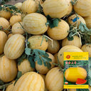Golden No.3 Watermelon Seeds, Pack of 100