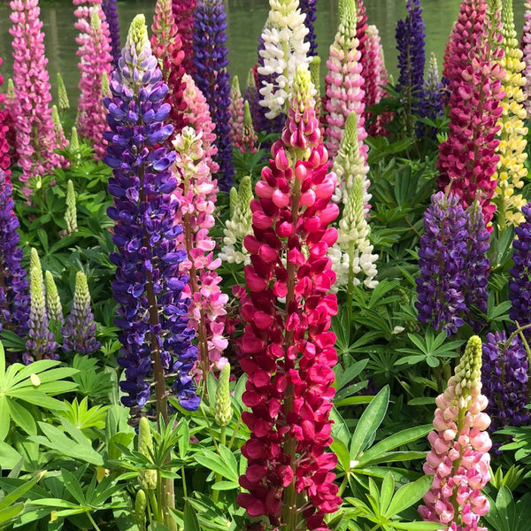 Mixed Color Lupin, 100 Seeds