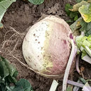 Giant Turnip Seeds, 10g