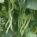 Stringless Snap Bean King Seeds, 5 × 10g Bags