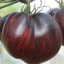 623 Marsha's Starfighter Beefsteak Tomato, 5 Seeds