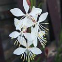 White Gaura Seeds, 100 Seeds