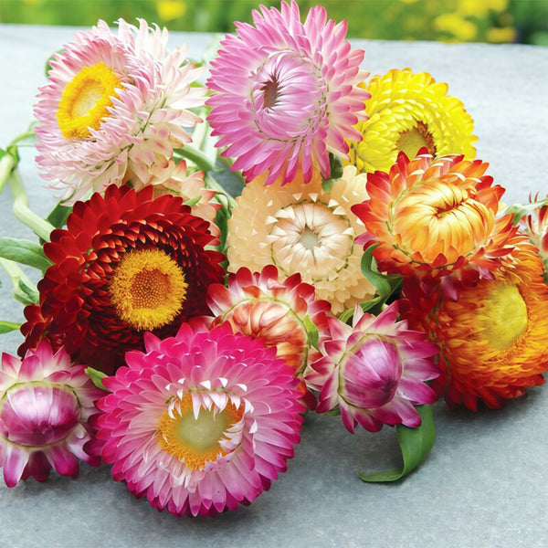 He Zhi Chun Strawflower Seeds, 1g