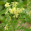 Huang Qi Seeds, 100 Seeds