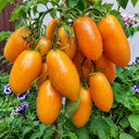 315 Peachy Prince Tomato, 5 Seeds