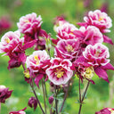Aquilegia vulgaris 'Crown' Seeds, 1g