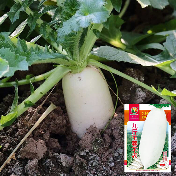 Jiujinyu White Radish Seeds, 10g