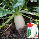 Jiujinyu White Radish Seeds, 10g