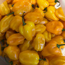 Hainan Yellow Lantern Pepper, 20 Seeds
