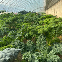Curly kale Seeds, 10g
