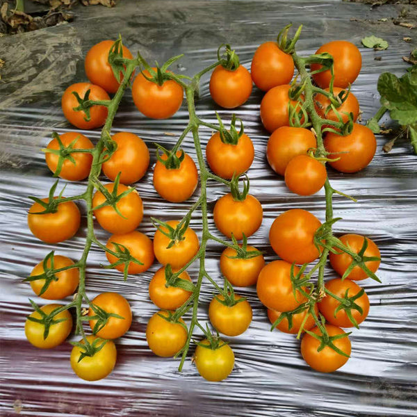 683 Golden Rapunzel Tomato, 5 Seeds