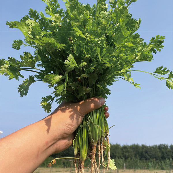 Heat-Tolerant Cilantro Seeds, 20g