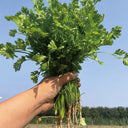 Heat-Tolerant Cilantro Seeds, 20g