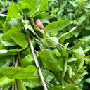 Fruitless Edible Leaf Wolfberry, 1000 Seeds