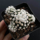 Mammillaria gracilis 'Arizona Snowcap', 2-3cm
