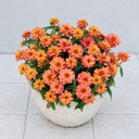 W1339 Profusion Double Deep Salmon Zinnia, 5 Seeds
