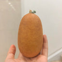 'Little Winter Melon' Gourd, 10 Seeds