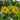 Cup Plant, 100 Seeds