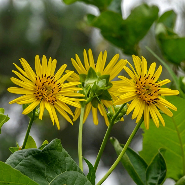 Cup Plant, 100 Seeds