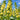 W967 Chater's Double Yellow Hollyhock, 5 Seeds