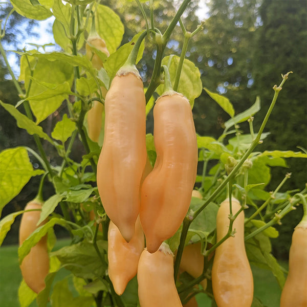 Sugar Peach Pepper, 5~10 Seeds