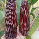 Black Sweet Waxy Corn No.7 Seeds, 100g