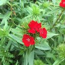 Red Sweet William Seeds, 500 Seeds