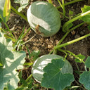 Large White Flat-Seeded Pumpkin, 15 Seeds
