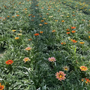 Gazania, 1g