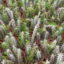 Alluaudia montagnacii, 8-10cm