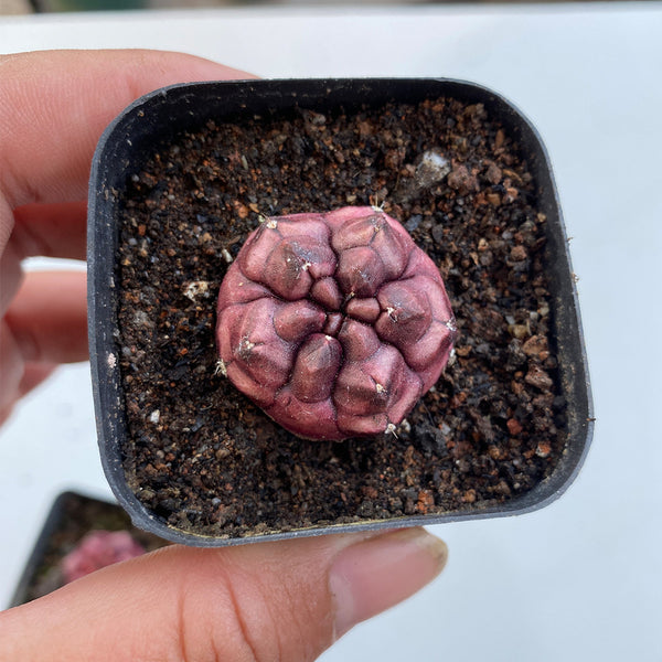 Gymnocalycium mihanovichii 'Day Dream', 2.5cm