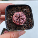 Gymnocalycium mihanovichii 'Day Dream', 2.5cm