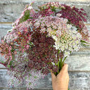 Chocolate Lace Flower, 100 Seeds
