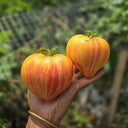 VT-16 Yellow Heart with Nose F2 Tomato Seeds, 5 Seeds
