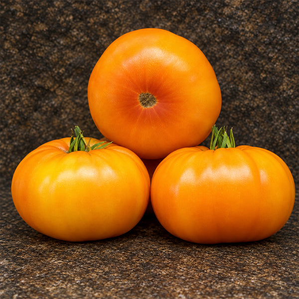 479 Rozella Tomato, 5 Seeds