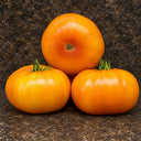 479 Rozella Tomato, 5 Seeds