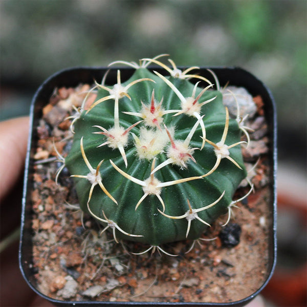 Echinocactus texensis, 3cm