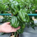 Spicy No.1 Chili Pepper Seeds, 100 Seeds