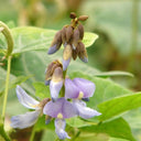 Yam Bean Seeds, 100 Seeds