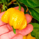 Yellow Carolina Reaper Pepper, 5 Seeds