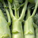 W1307 Jiemei Chicken-Leg Thick-Stem Gai Lan Seeds, 10g