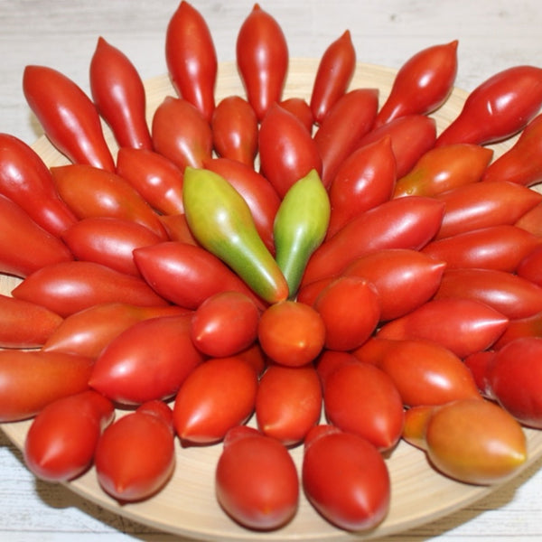 617 Carnica Tomato, 5 Seeds