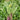 Red-Stemmed Chinese Kale Seeds, 10g